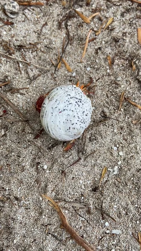 Hermit crab on a beach in Rangiroa Vidéo 344427125