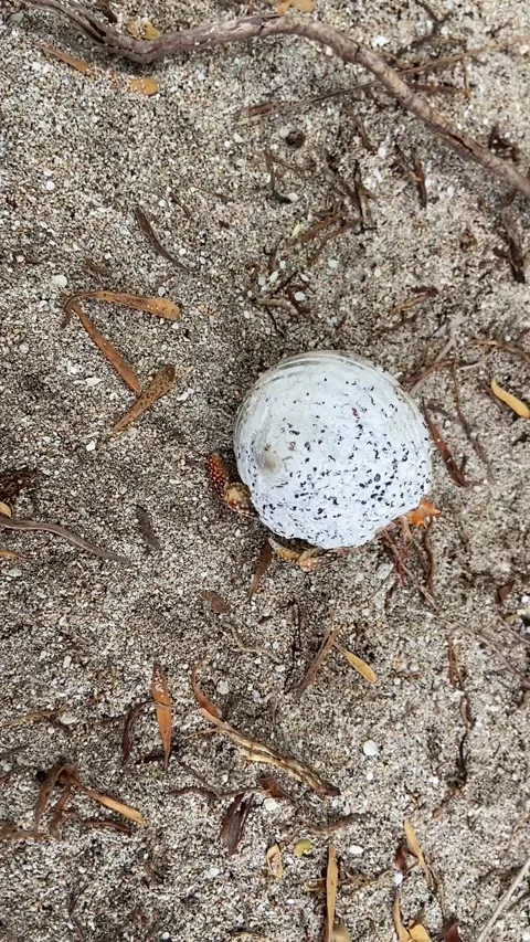 Hermit crab on a beach in Rangiroa Stockbeeldmateriaal 344427172