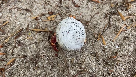 Hermit crab on a beach in Rangiroa Видео 344427194