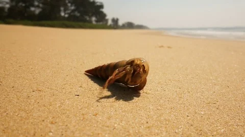 Hermit crab on a beach in sea Stock Footage 73148402