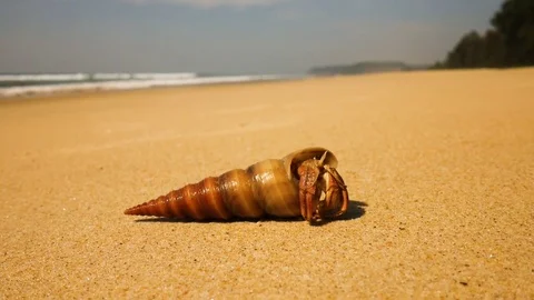 Hermit crab on a beach in sea Stock Footage 73148875