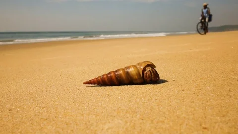 Hermit crab on a beach in sea Stock Footage 73149108