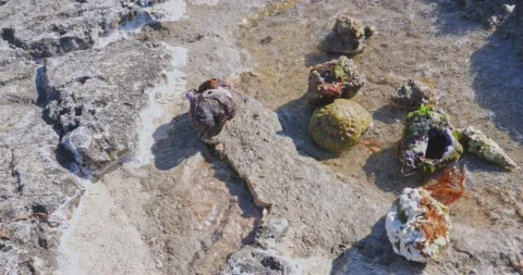 Hermit Crab on a beach in Sea Video stock 204987696