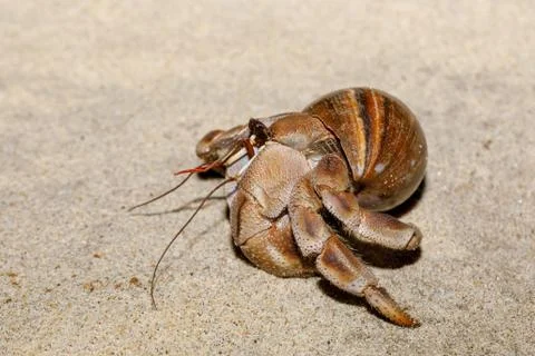 Hermit crab on beach in snail shell Madagascar Stock Photos