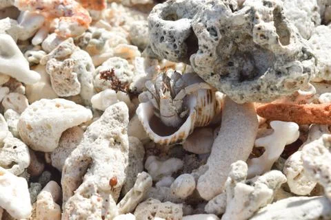 Hermit Crab on the Beach Surrounded by Corals in Seychelles Stock Photos
