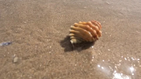 Hermit crab with a beautiful shell on brown sand Stock Footage 238371560