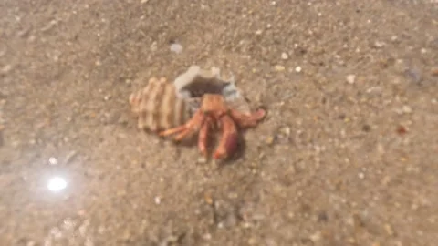 Hermit crab with a beautiful shell on brown sand 動画素材 238409594