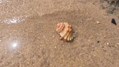 Hermit crab with a beautiful shell on brown sand Stock Footage 239683913