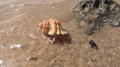 Hermit crab with a beautiful shell on brown sand 動画素材 239685339
