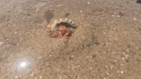 Hermit crab with a beautiful shell on brown sand 動画素材 239686172