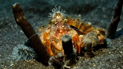 Hermit Crab on the Bottom Video stock 112237158