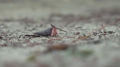 Hermit Crab Carrying a Dark Shell on Sikandang Stock Footage 348601359