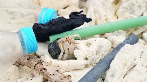 Hermit crab carrying a plastic bottle cap. Concept of the problem of ocean pollu Vidéo 160146100