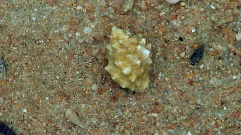 Hermit Crab Carrying Spiral Shell in Tropical Tide Pool Stock Footage 336435632
