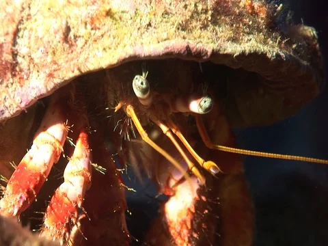 Hermit crab ın cave underwater close up macro Stock Footage 101387170