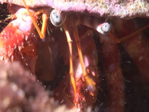 Hermit crab ın cave underwater close up macro Stock Footage 101387326