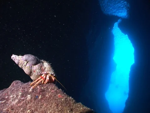 Hermit crab ın cave underwater close up macro Stock Footage 101387750