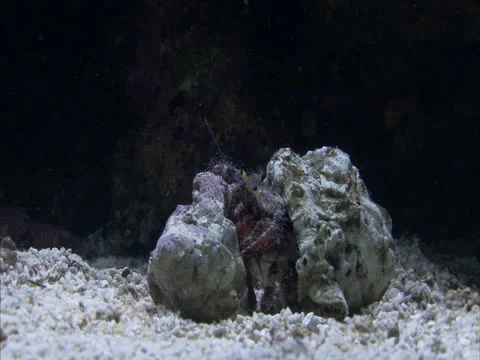 A hermit crab changes shells . Vídeos de archivo 21947430