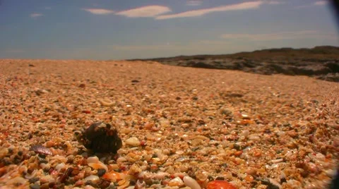  Hermit Crab Chase  Stock Footage 1007165