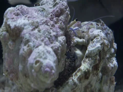 A hermit crab checks if a shell is good . Stock Footage 21946683