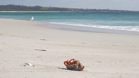 Hermit Crab With Claw Moving Out Of The Shell On White Sand Beach In Tasmania Stock Footage 334004515