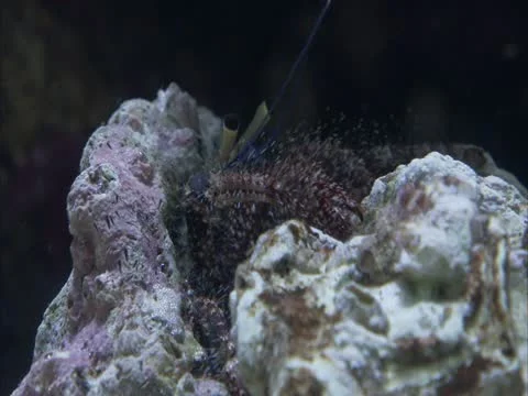 A hermit crab cleaning out a shell . Stock Footage 21946660