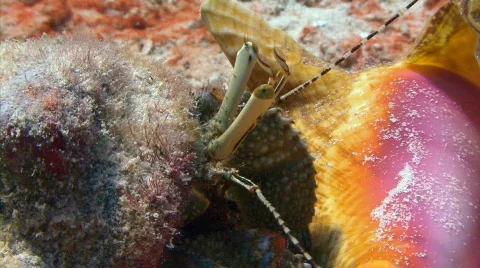 Hermit crab close changing shells 1 Stock Footage 721701