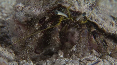 Hermit crab, close up, feeding in the Red Sea, Egypt Vídeo Stock 54761723