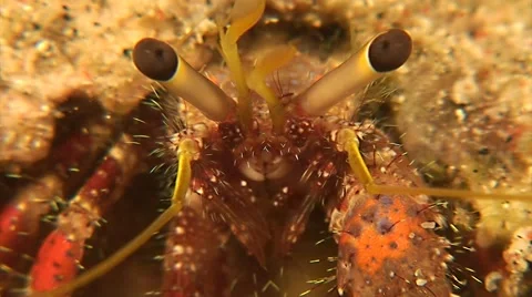 Hermit crab - close up Stock Footage 41742262