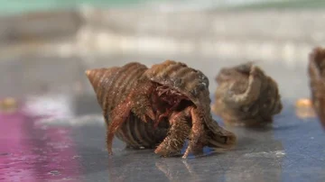 Hermit Crab close up Stock Footage 85535800