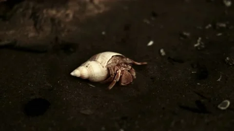 Hermit Crab Close Up Stock Footage 196169970