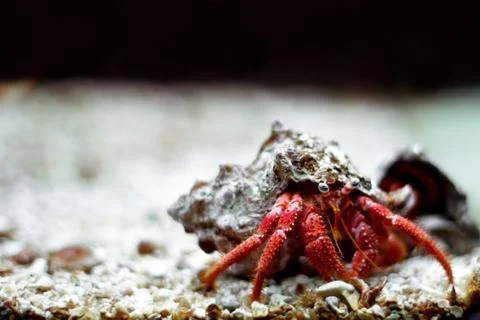 Hermit crab close up Stock Photos