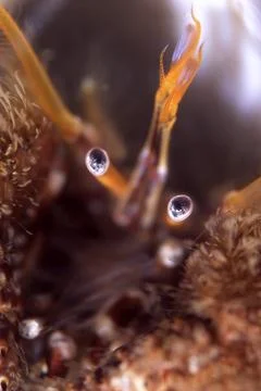 Hermit Crab Close Up Stock Photos