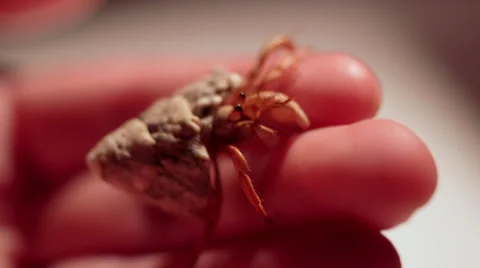 Hermit Crab Closeup Stock Footage 34437915