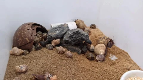 Hermit Crab Colony Crawling on Sand and Rocks with Coconut Shell Habitat Stock Footage 337760716