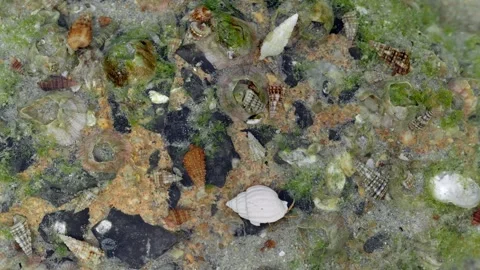 Hermit Crab Colony on Intertidal Seabed with Marine Shells Видео 336368547