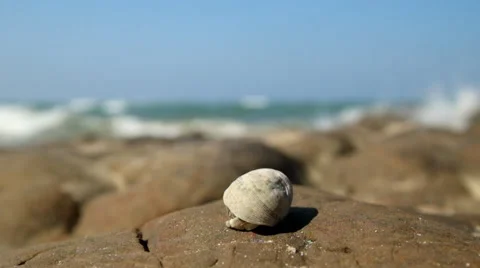 Hermit crab comes out of the shell tropical ocean beach Stock Footage 49116088