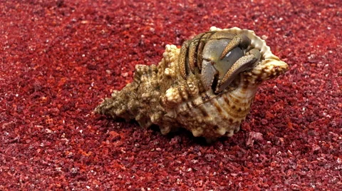 Hermit crab comes out of the shell on the beautiful red coral sand. Video stock 61780709