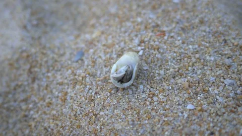Hermit crab comes out of the shell, roll over and walks away by the sand at Stock Footage 83345208