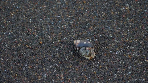 Hermit Crab comes out of Shell and Runs on Beach Video stock 116695176
