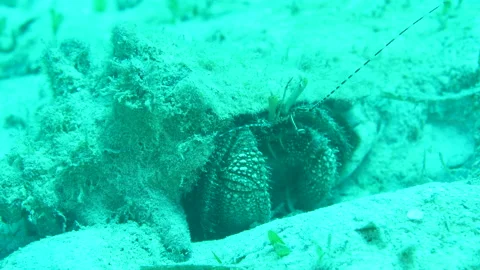 Hermit crab in a conch shell Stock Footage 217394693