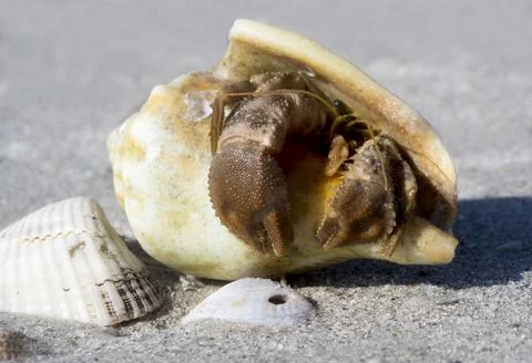 Hermit Crab in a conch shell. Stock Photos