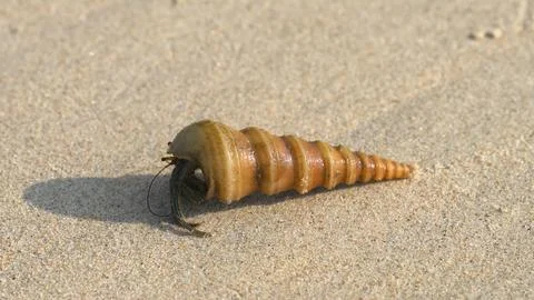 Hermit crab in a conical shell on the ocean shore Stock Photos