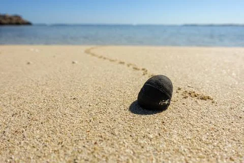 Hermit crab crawled with shell on the beach. close up Photos