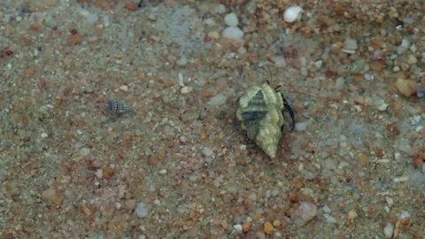 Hermit Crab Crawling Across Sandy Seafloor in Clear Shallow Water 動画素材 336435791