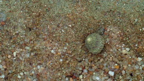 Hermit Crab Crawling Across Sandy Seafloor in Clear Shallow Water 動画素材 336521780