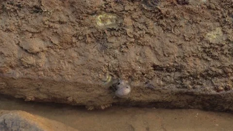 A hermit crab crawling around in the sandy sea beach. video taken in a tide p Stock-Footage 221742291