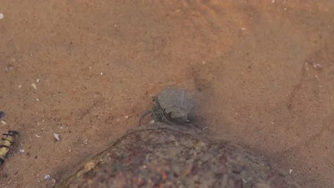 A hermit crab crawling around in the sandy sea beach. video taken in a tide p Video stock 221742401