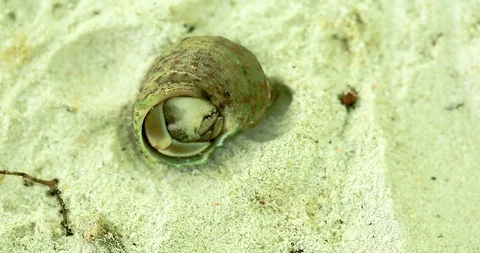 Hermit Crab Crawling Away Stock Footage 88760607