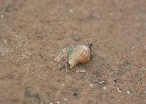 Hermit crab crawling on the beach Stock Photos